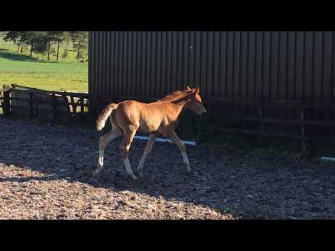Stunning colt by L'Espoir x Florencio (top German dam line) - Ad ref 210419