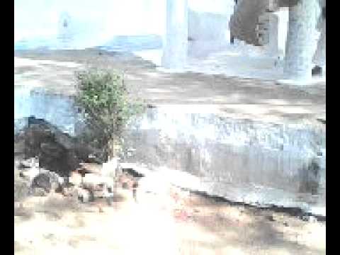 Haz.syed noor mohd (r.z)