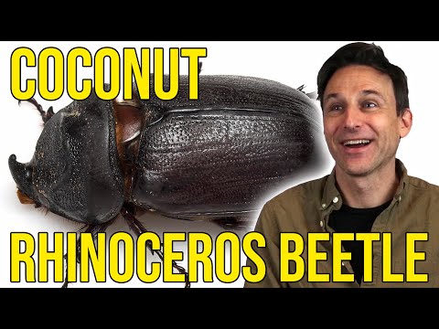 <p>The Coconut Rhinoceros Beetle is an invasive species that if left alone would decimate citrus crops across California. To prevent this from happening, John Allen and his team at the University of Hawai'i have been working to hunt the insects down before they are able to reach the West Coast of the USA. By identifying the frequency of the beetles wing beat, they are able to track them down by listening out for the unique flapping sound of their wings and alert pest control to their whereabouts.</p>
