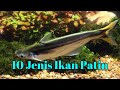 Nama Ikan Hias Berekor Tajam Kebawah