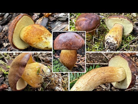 Maronenröhrling Verwechslung | Braunkappen, Marone, Blaupilz, Schmalpilz, Imleria badia | Portrait