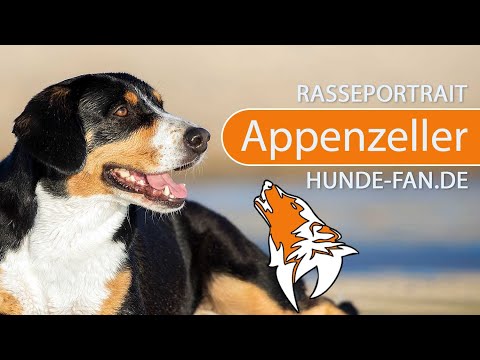► Appenzeller Sennenhund [2018] Rasse, Aussehen & Charakter