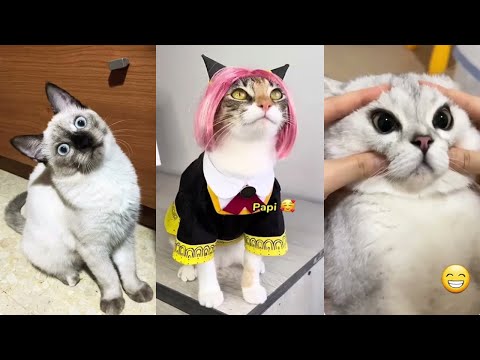 BRUSCHIMICHIS 😹 | Los Gatos Más Graciosos del Año 😹 | No Pararás de Reír