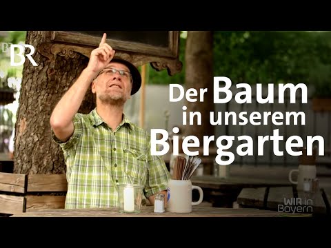 Warum die Kastanie im Biergarten steht und bedroht ist: die Miniermotte | Wir in Bayern | BR
