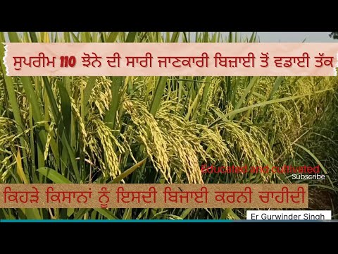 supreme 110 ਬਾਰੇ ਪੂਰੀ ਜਾਣਕਾਰੀ।supreme 110 full detailed vedio and review  from seeding to harvesting