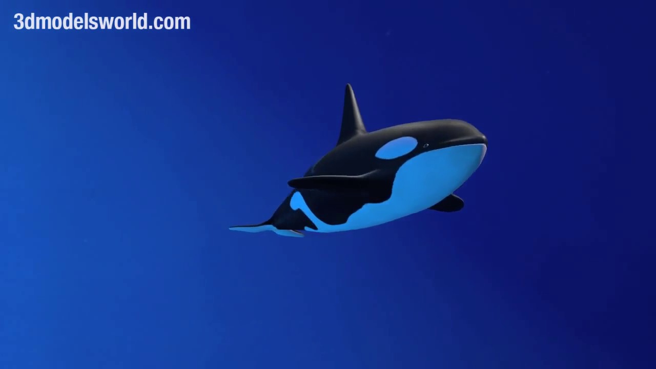 Killer Whale -  Orca 3D Model