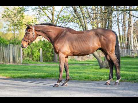 Locano vd Merelhoeve (COPITOL C x BALTHAZAR VD ROSHOEVE) - Video 9 video thumbnail