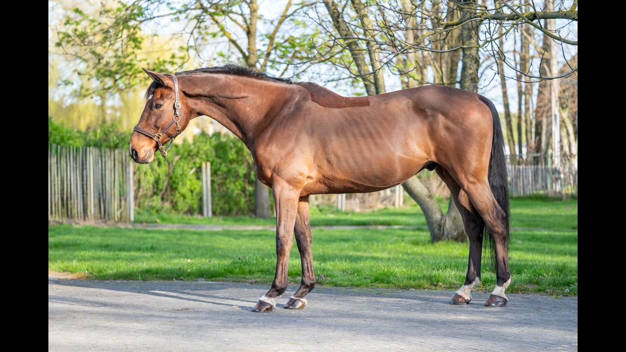 Locano vd Merelhoeve (COPITOL C x BALTHAZAR VD ROSHOEVE) video 1