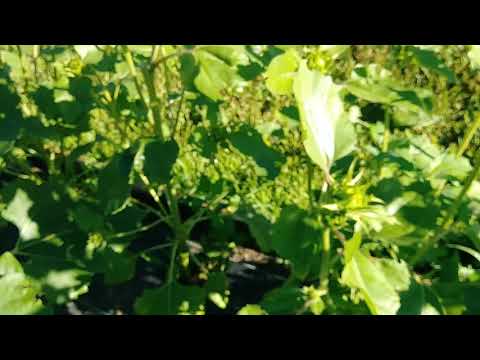How to Cut Sunflowers
