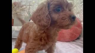 ハーフ犬の動画01