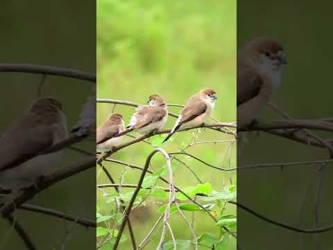 Courtship Behavior of cute munia birds #ytshorts #wildlife #nature