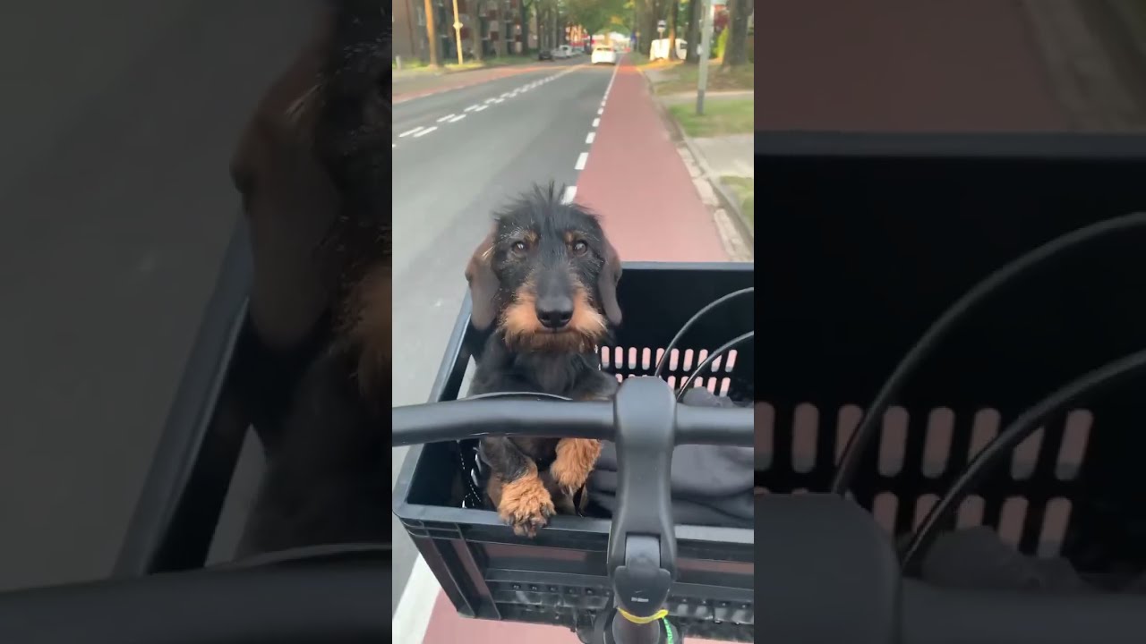 🥰DACHSHUND ON A BIKE