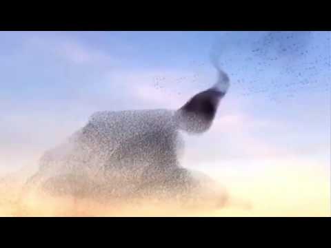 David Hasert - Holy Drums