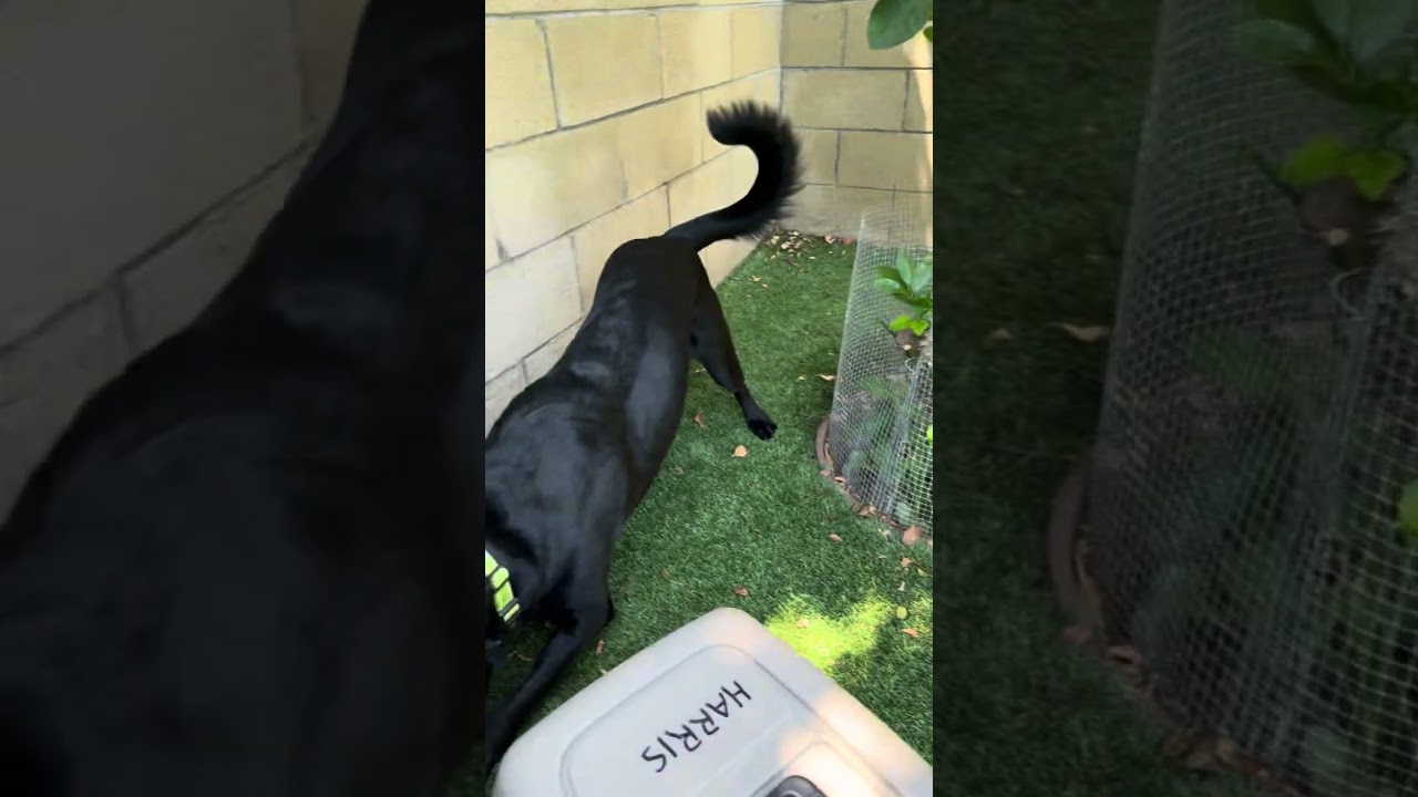 CHASE, a Adoptable mixed breed in Sunset Beach , CA video 2/6
