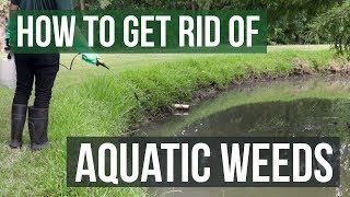 How to Get Rid of Weeds in Ponds & Lakes: Aquatic Weed Control Tips