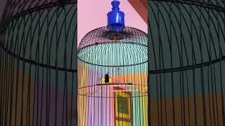 Download lagu Sogon Isian Platuk Sampit #sogon #kicaumania #masteranburung #muraibatu #platuk #platuksampit mp3