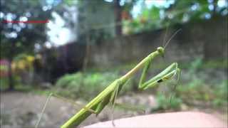 Green Praying Mantis