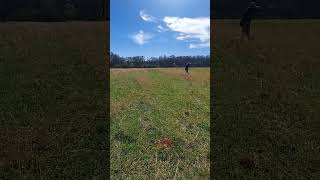 Download lagu Staunch German Short-haired Pointer retrieve to hand. #staunch #birddog #gsp mp3 Download lagu Staunch German Short-haired Pointer retrieve to hand. #staunch #birddog #gsp mp3