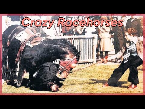 Crazy Racehorses Part 1! (Whirlaway,Halo,Ubedizzy,)