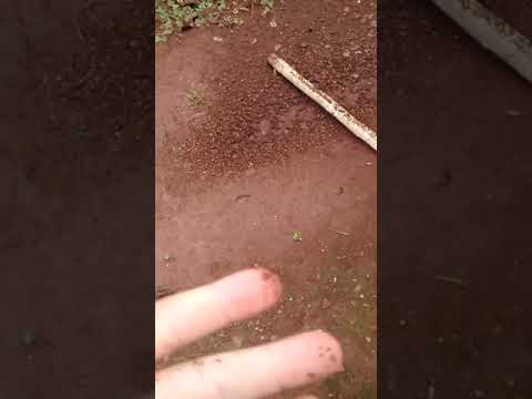 Meu primeiro vídeo ... O pal inútil