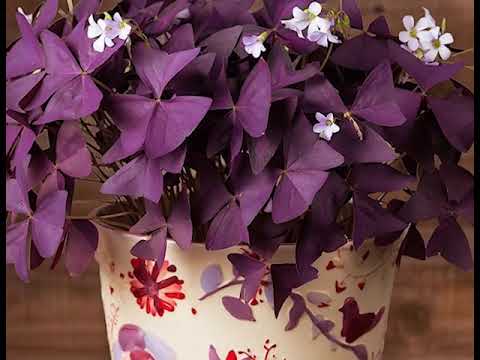 Flowers (Atteriya, Rathu Ambiliya, Christ thorn, Rukaththana flower)