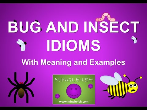 5 Bug and Insect Idioms and Expressions Explained #2