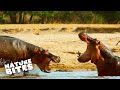 Hippos Fight In A Battle For Dominance Nature Bites