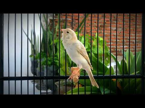 Your Canary will sing immediately‼️The Best  Canary 's Training Song