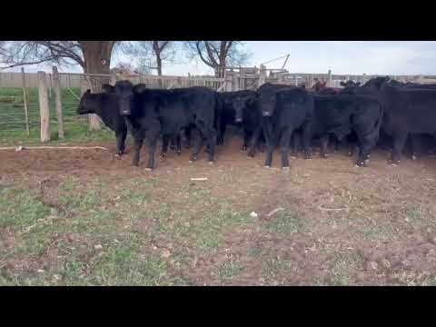65 TERNEROS 220KG BERNASCONI LP