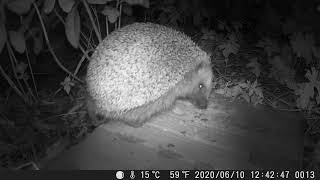 Hedgehog eating hedgehog food in a garden
