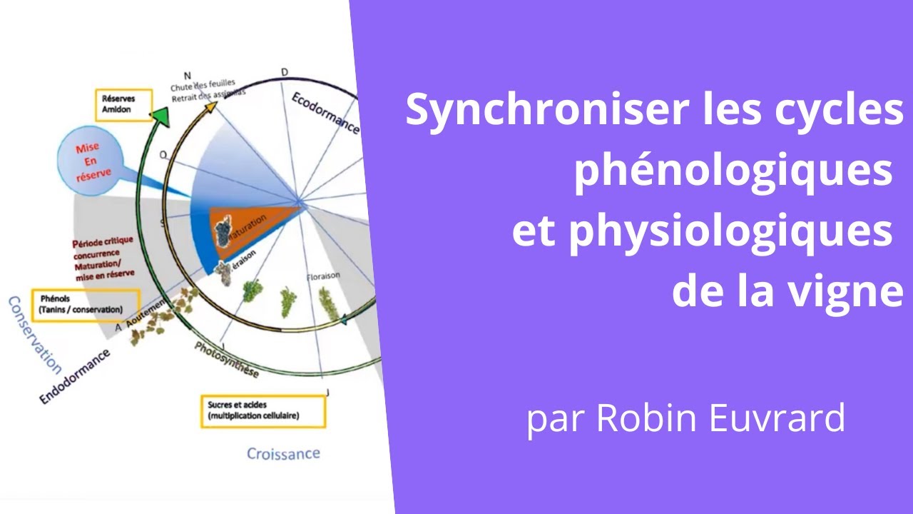 Synchroniser les cycles phénologiques et physiologiques de la vigne, Robin Euvrard