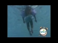 Sesame Street Underwater R