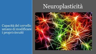 Imparare: la Neuroplasticità (# 1)