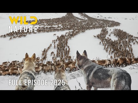 YUKON WILDERNESS | The Migration Journey and the Timeless Struggle for Survival #naturedocumentaries