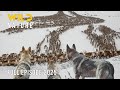 YUKON WILDERNESS The Migration Journey And The Timeless Struggle For Survival Naturedocumentaries
