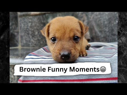 ನಮ್ಮ ಮನೆ ನಾಯಿಮರಿ Funny & Sweet Moments 😁 Brownie Puppy