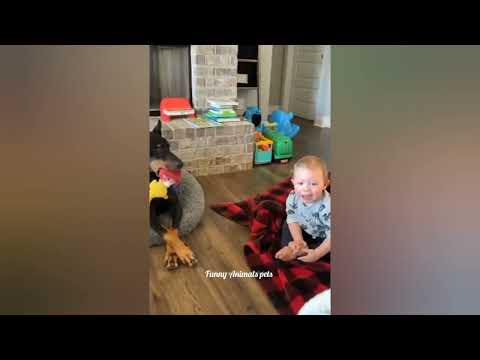 When your dog becomes the trusted nanny - Cute Moments Dog and Human