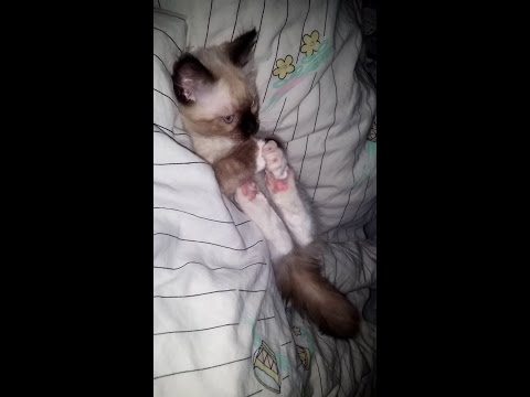 The first night with my 12 week old ragdoll kitten 