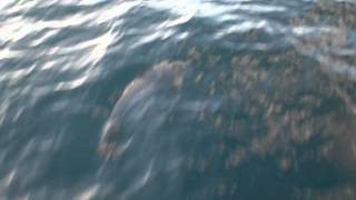 preview picture of video 'Dolphins in St. Lucia'