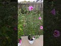 Rose of Sharon