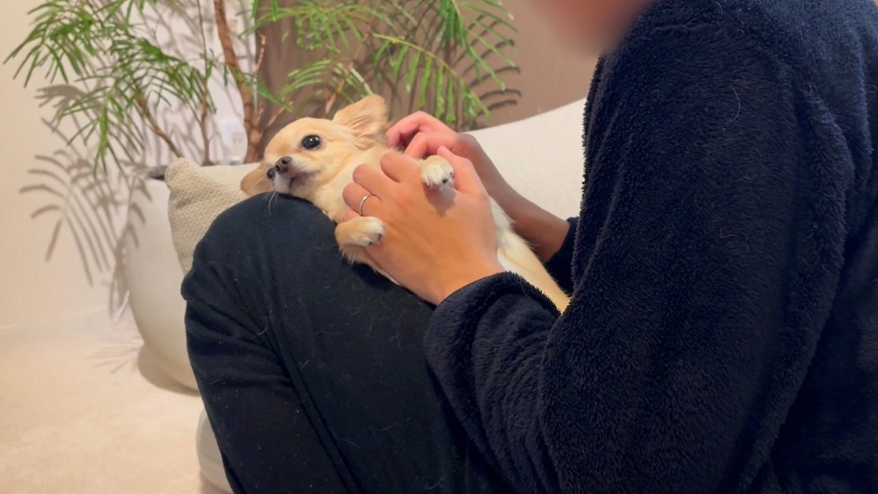 おひざから何度降ろしても戻ってくるチワワ、地味な抵抗が手ごわい