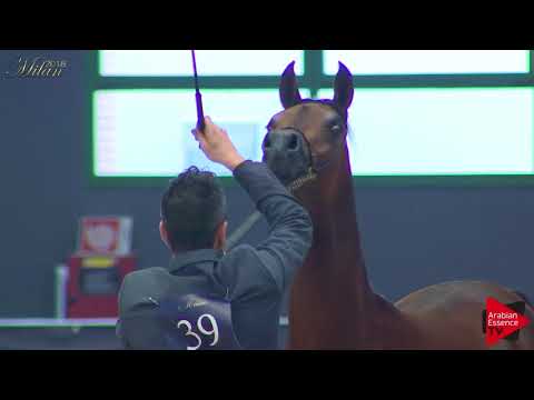 N.39 MICHELANGELO REGALIS - Milan 2018 - Yearling Colts (Class 4B)