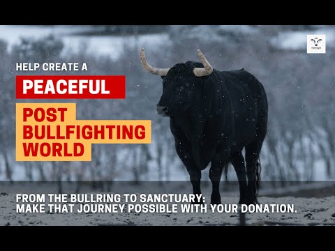 Rescue and Protect Bullfighting Bulls and Cows