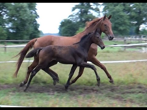 SOLD*** Stutfohlen von Blue Hors Zackerey - Bon Bravour