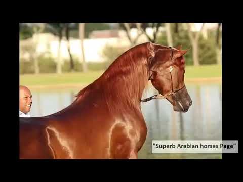 لو سألك 🗣علي الجمال 🌺👤♤قول الخيل العربي الأصيل ♤☆☆☆