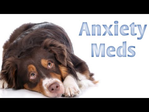 Types of Dog Behavior Medication for Fear, Aggression, Separation Anxiety, & OCD