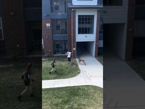 Woman Service Dog Tried To Get At Another Dog And She Couldn't Control It