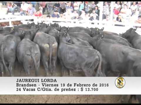 19-02-16 Venta de Vientres - Jauregui Lorda - Bransen.