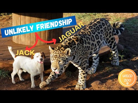 Unlikely Friendship of Animals You Should Know About
