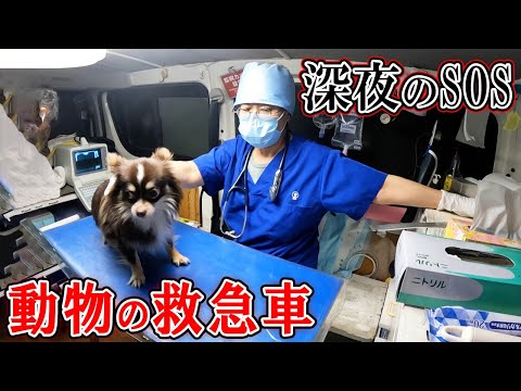 首都サンパウロで最高の動物病院